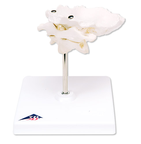 Ƭĭh(hun)׵͘׵Mڿɲж