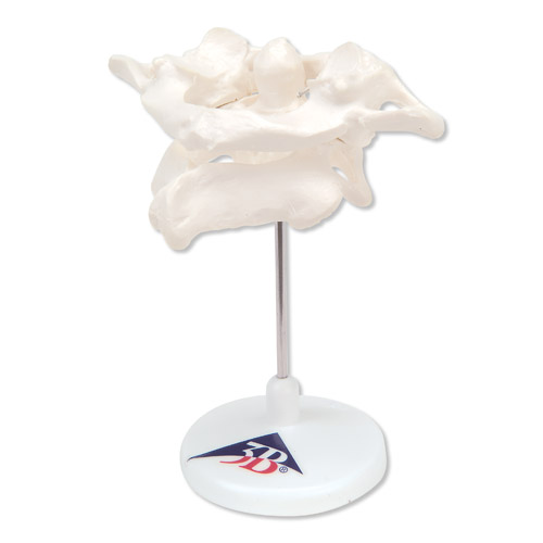 h(hun)׵͘׵Mڿɲж