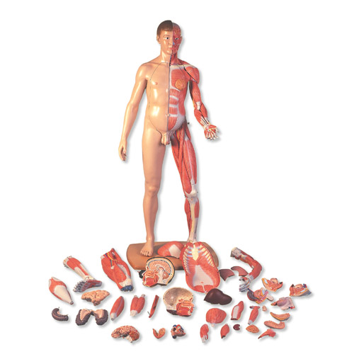 3B Scientific˴Сԁwģ39