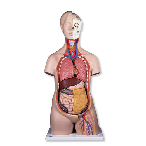 (bio)(zhn)o(w)|ģͣ12