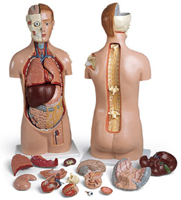 o(w)|ģ^̶_(ki)17