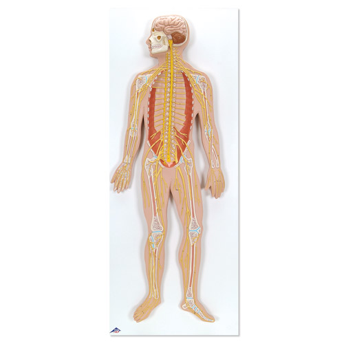 (jng)ϵy(tng)ģͣ(sh)1/2